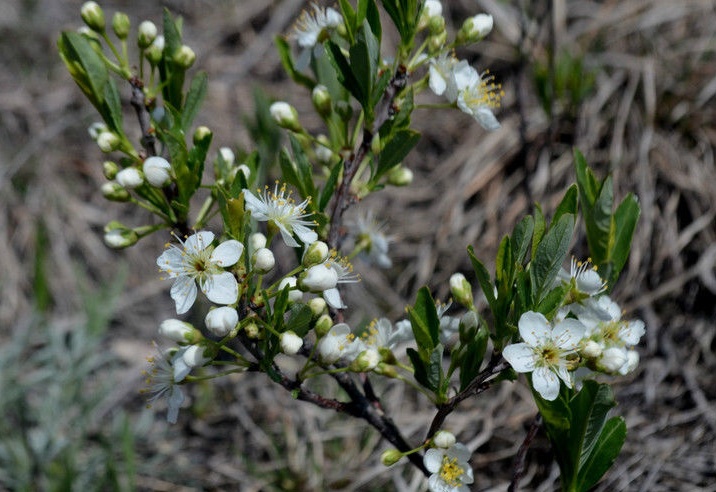 prunus-pumila-seed