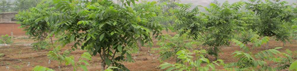 pterocarya-rhoifolia-seed