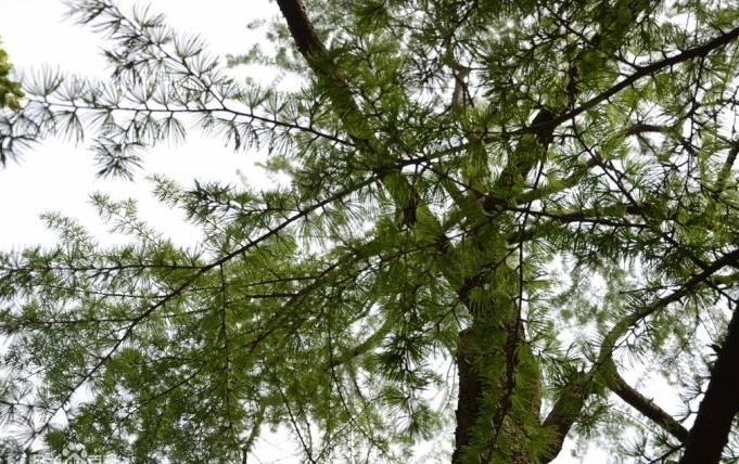 Sciadopitys verticillata seed