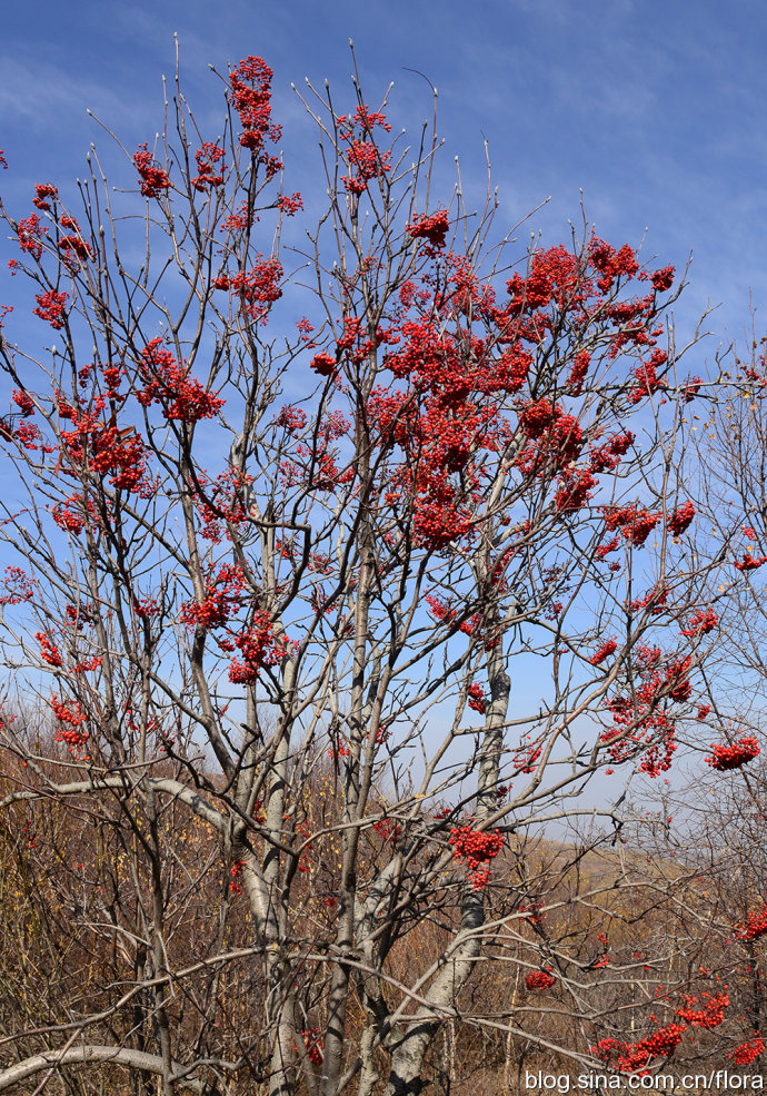 sorbus-intermedia-seed