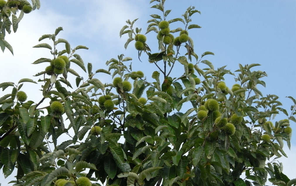 Castanea sativa seed