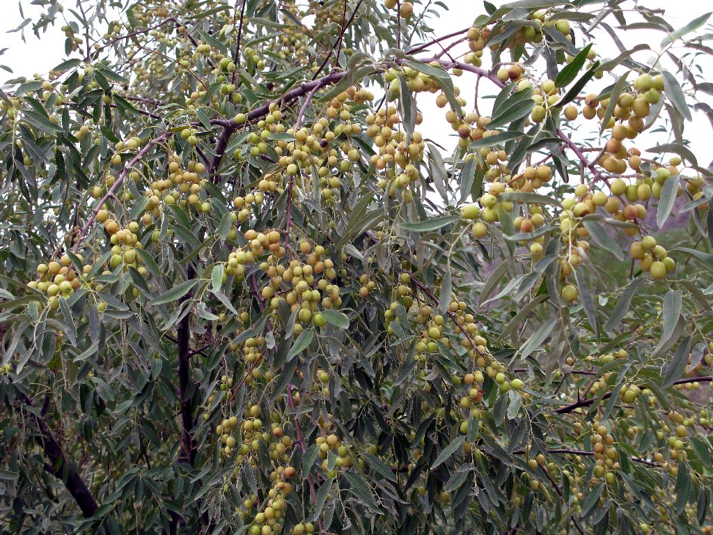 Elaeagnus angustifolia seed