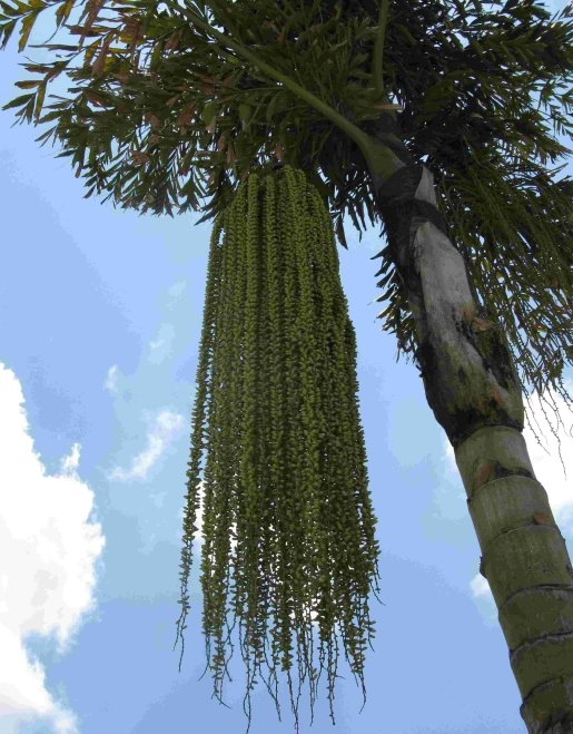 Caryota maxima seed