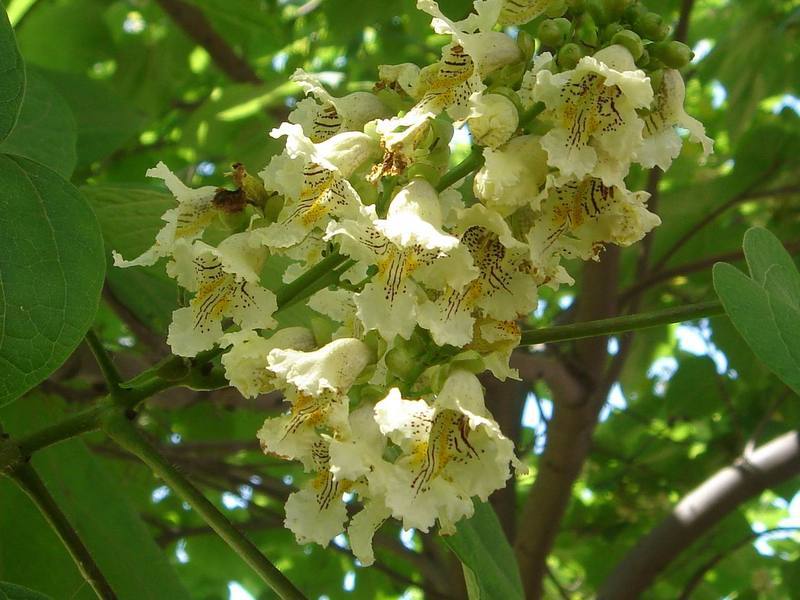 Catalpa bignonioides seed