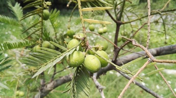 Cephalotaxus sinensis seed