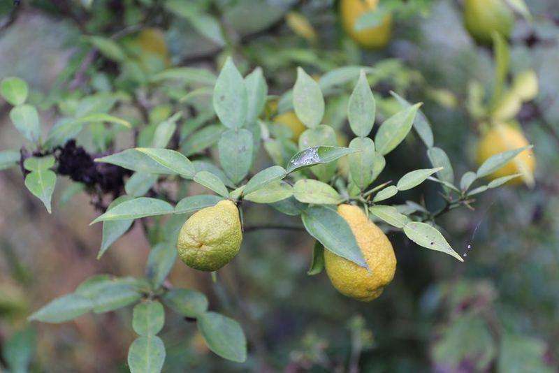 Citrus ichangensis seed