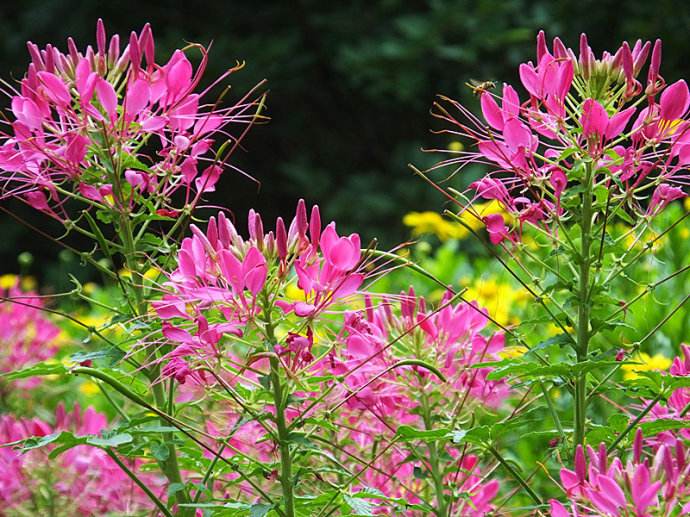 Cleome spinosa Violet Queen