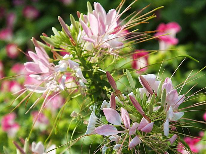 Cleome spinosa seed