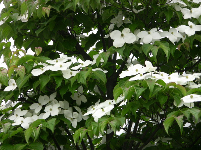 Cornus kousa seed