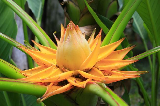 Ensete lasiocarpum seed