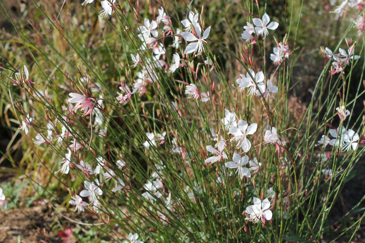 Gaura lindheimeri seed