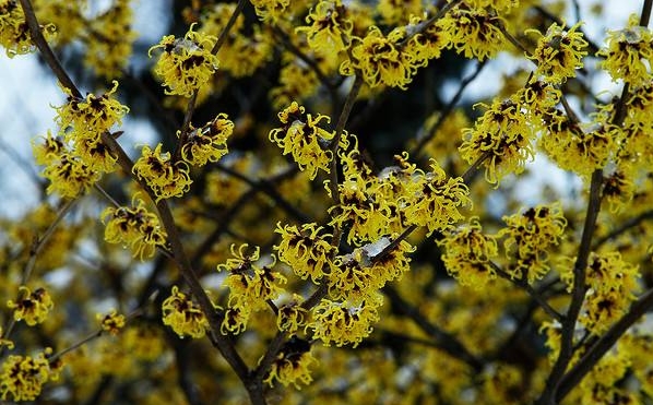 Hamamelis mollis seed