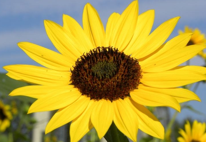 Helianthus maximiliani seed