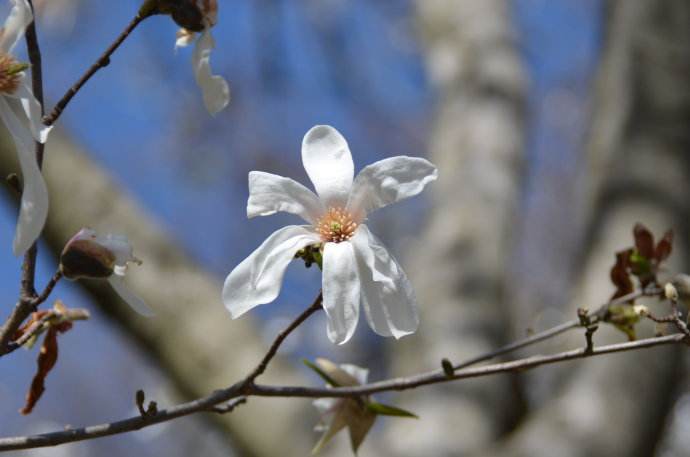 Magnolia kobus seed