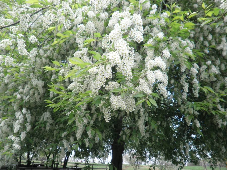 Prunus padus seed