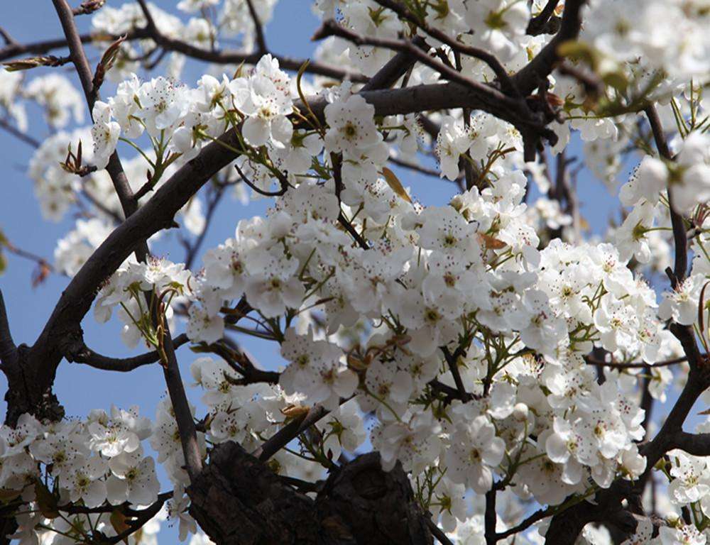 Pyrus ussuriensis seed