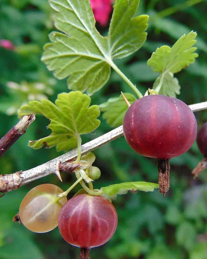 Ribes sanguineum seed