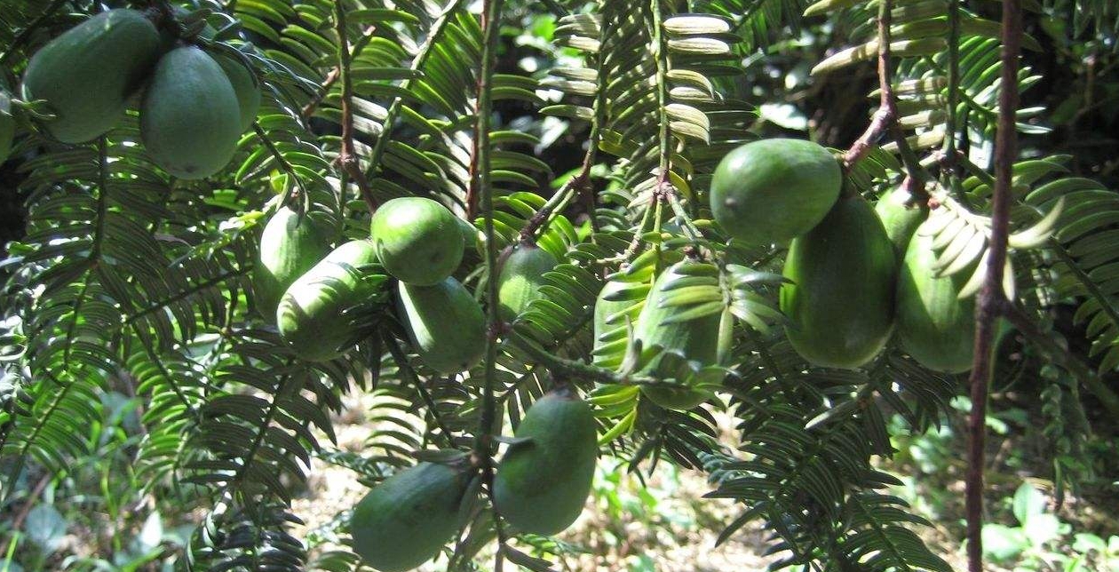 Torreya nucifera seed