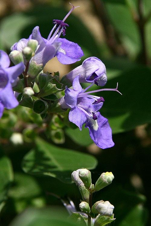 Vitex rotundifolia seed