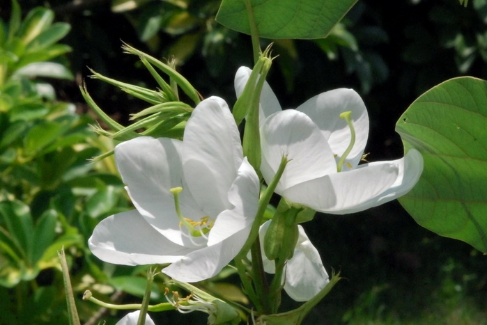 Bauhinia racemosa seed