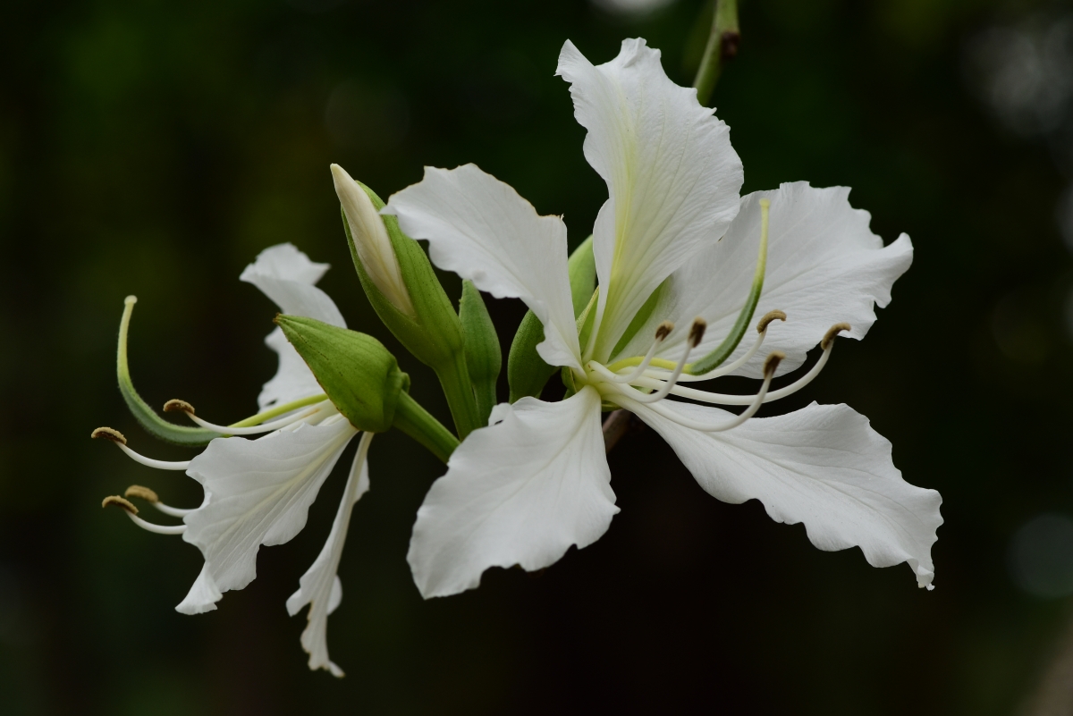 Bauhinia vahlii seed