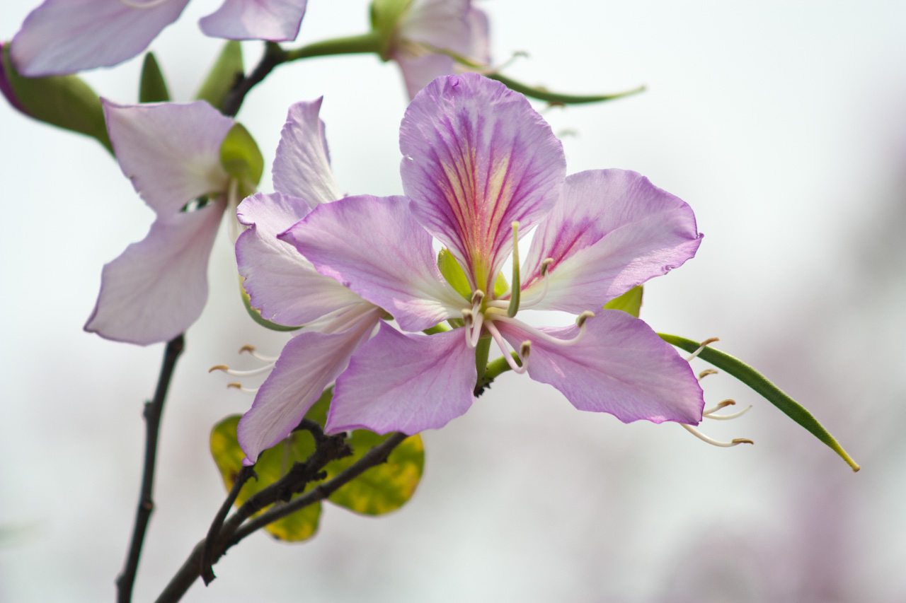 Bauhinia variegata seed