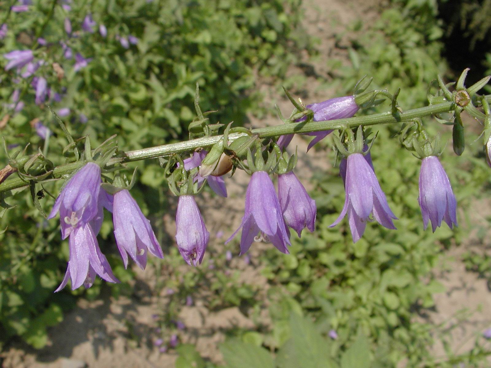 Adenophora stricta seed
