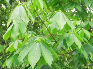 Aesculus wangii seed BELL Garden Company,Wholesale Plant seeds,Alive