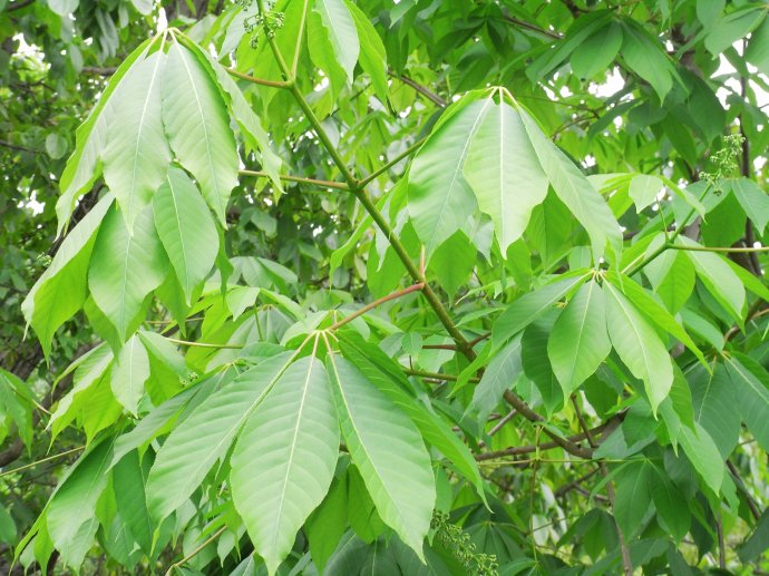 Aesculus wangii seed