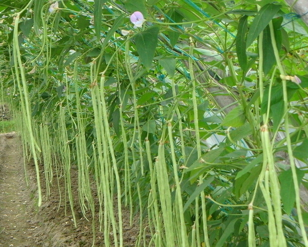 Cowpea  Vigna sinensis seed