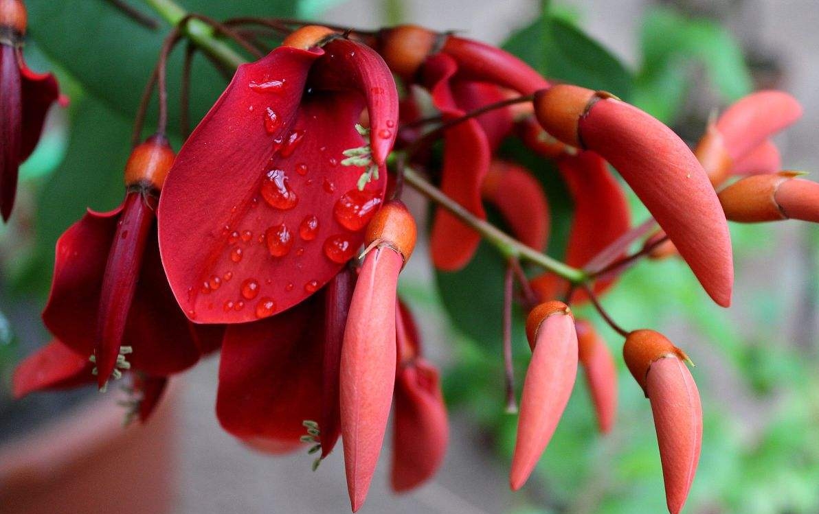 Erythrina variegata seed