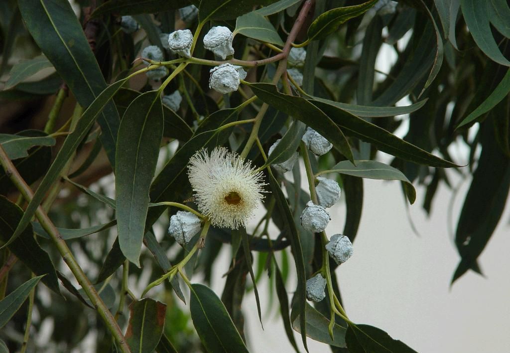 Eucalyptus globulus seed