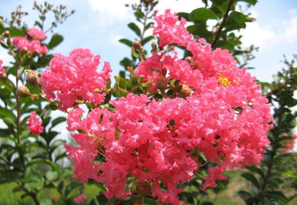 Lagerstroemia speciosa seed