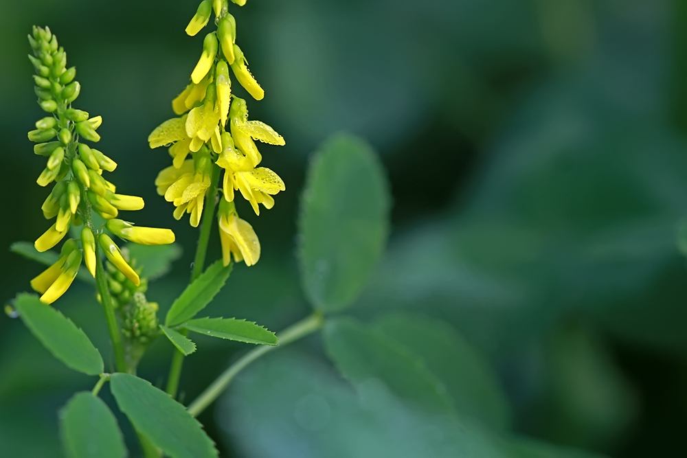 Melilotus indicus seed