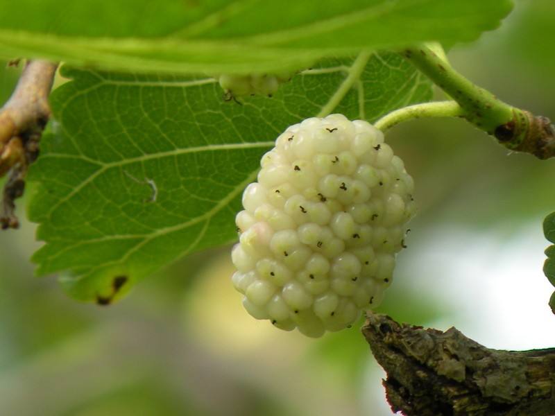 Morus alba seed