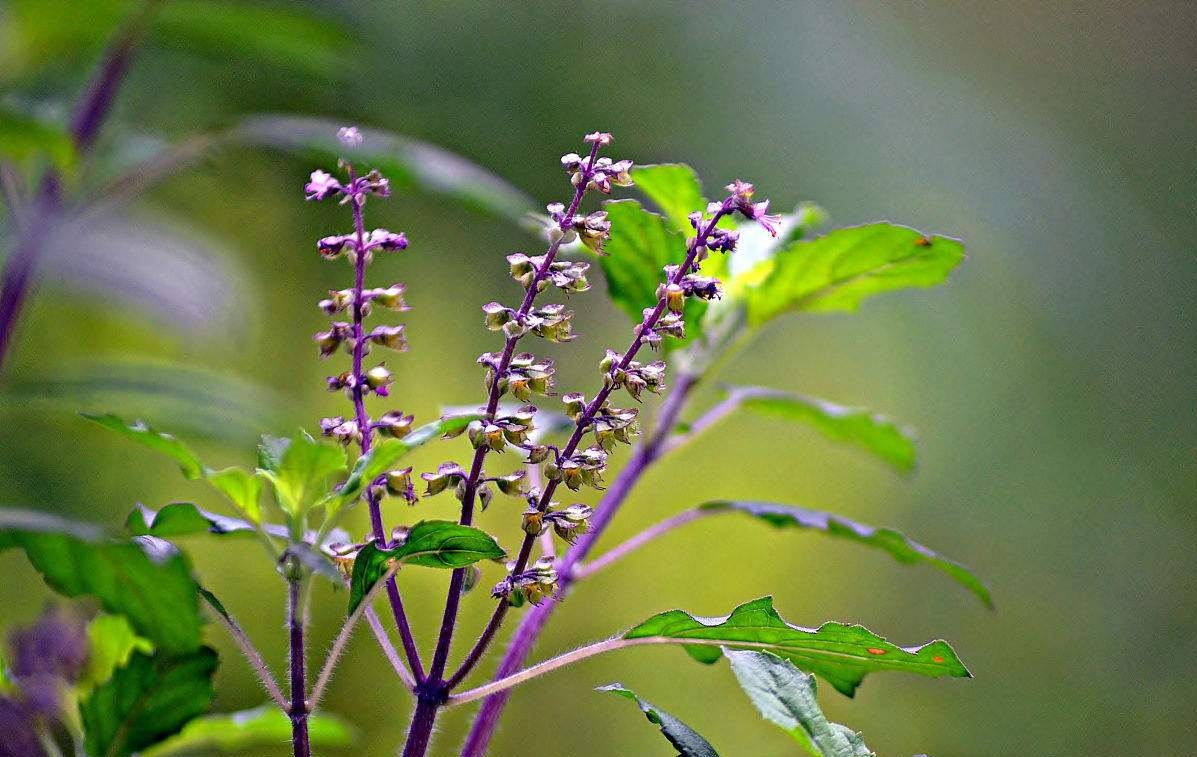 Ocimum tenuiflorum seed