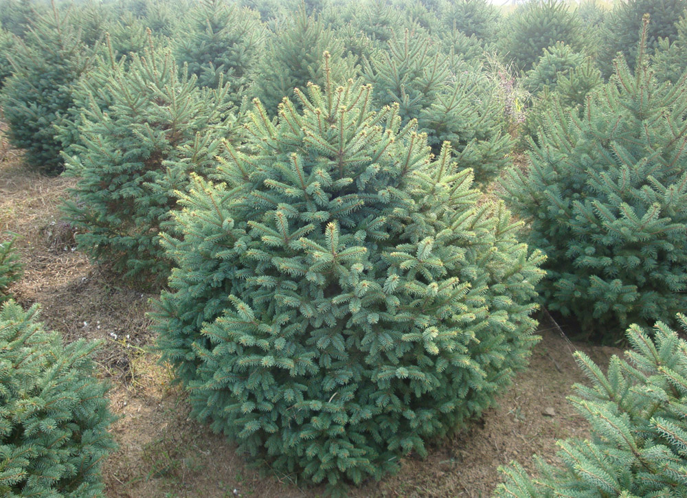 Picea glauca seed