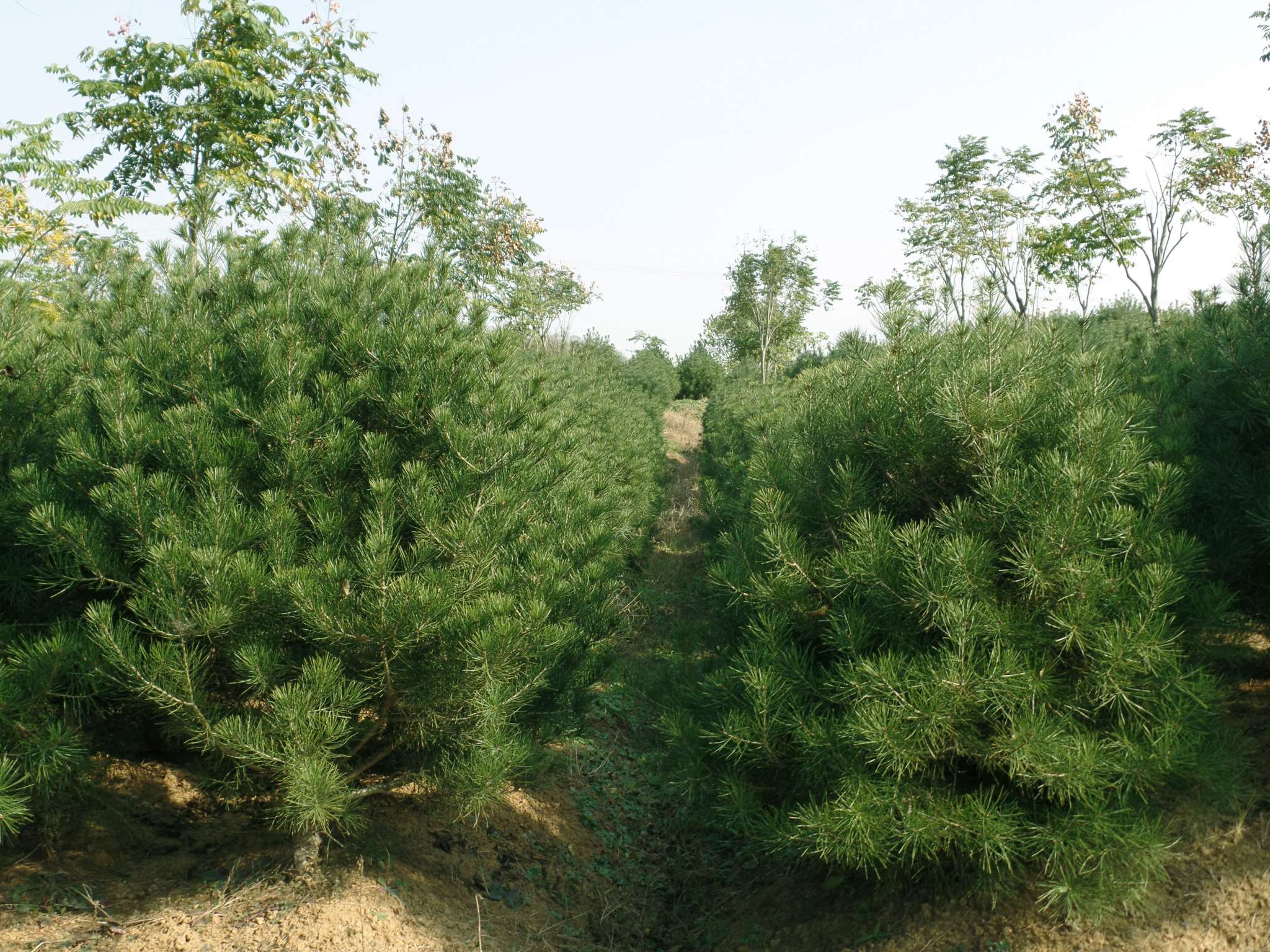 Pinus gerardiana seed