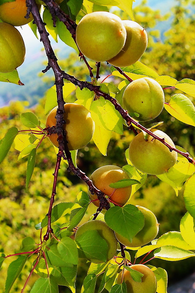Prunus armeniaca seed