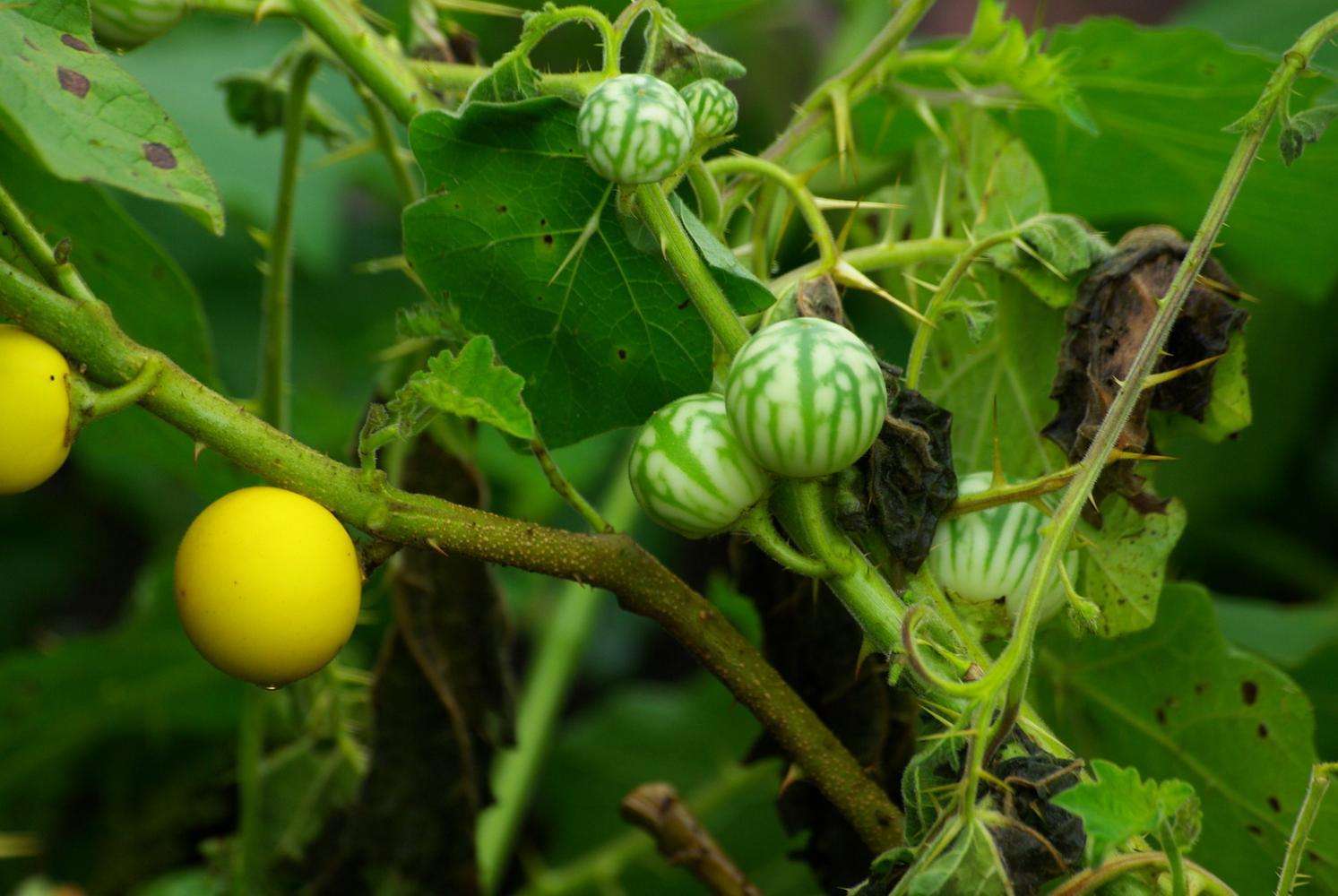 Solanum xanthocarpum seed