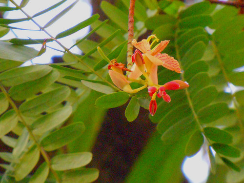 Tamarind flower