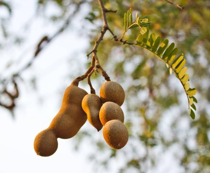 Tamarind seed