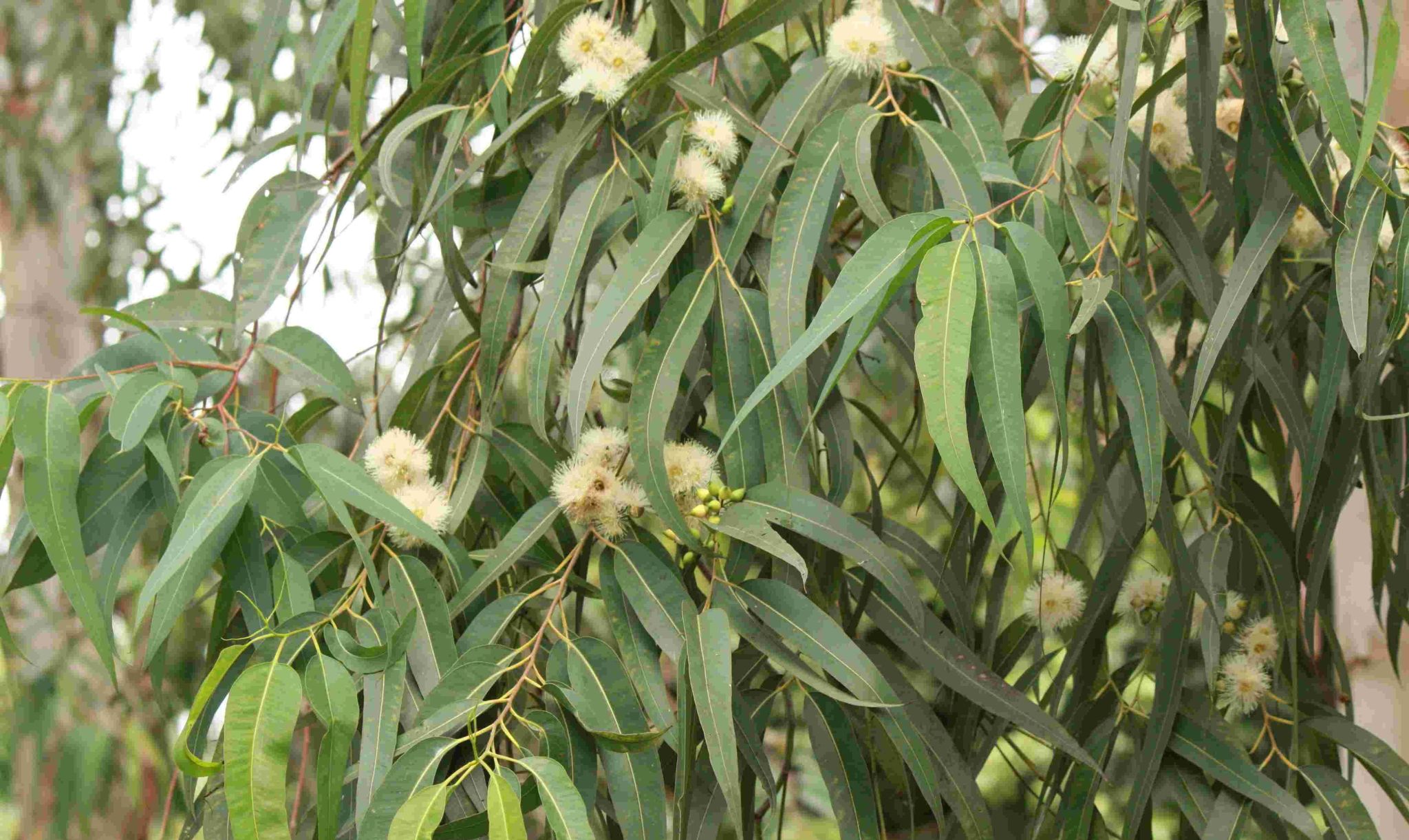 Tasmanian blue gum seed