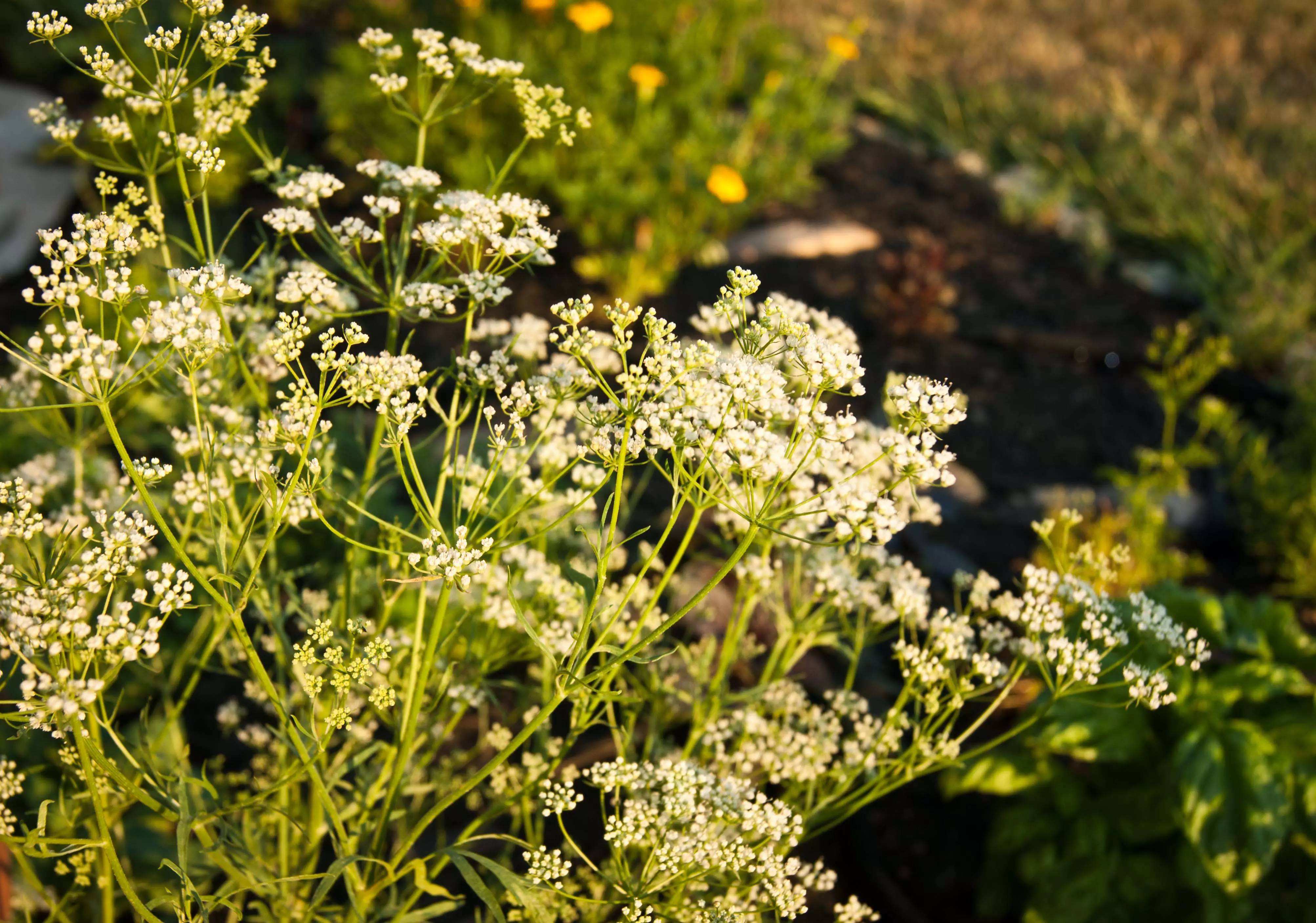 Trachyspermum ammi seed Ajwain