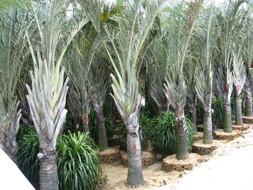 Triangle Palm seed