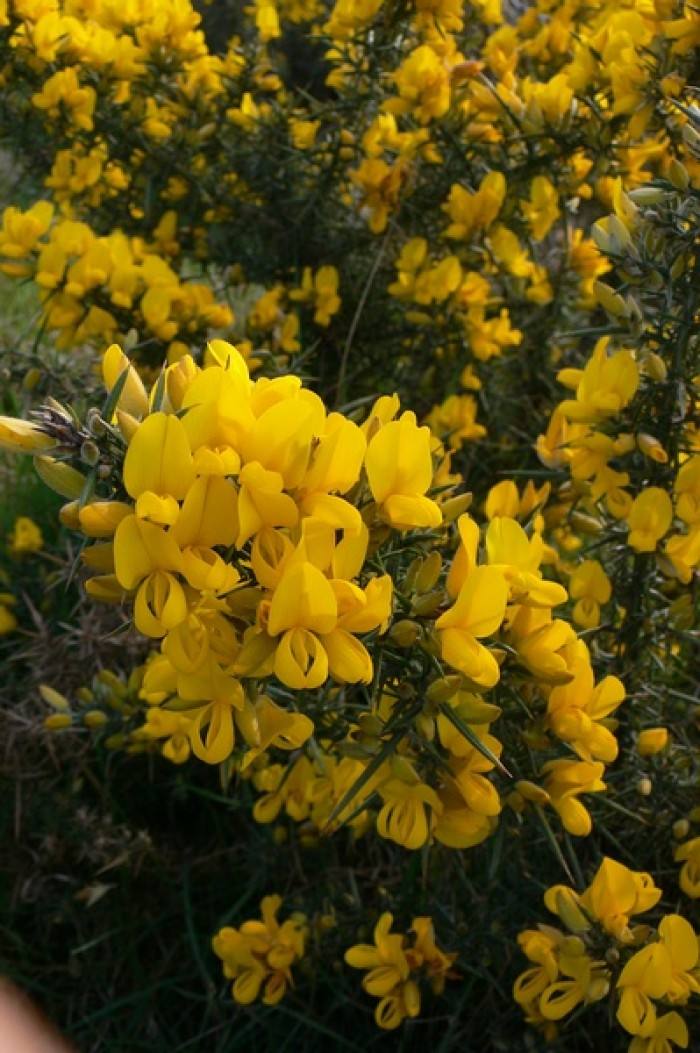 Ulex europaeus seed