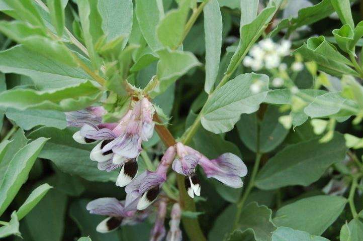 Vicia faba seed