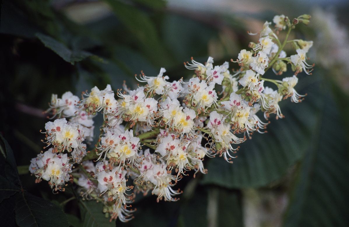 Aesculus indica seed