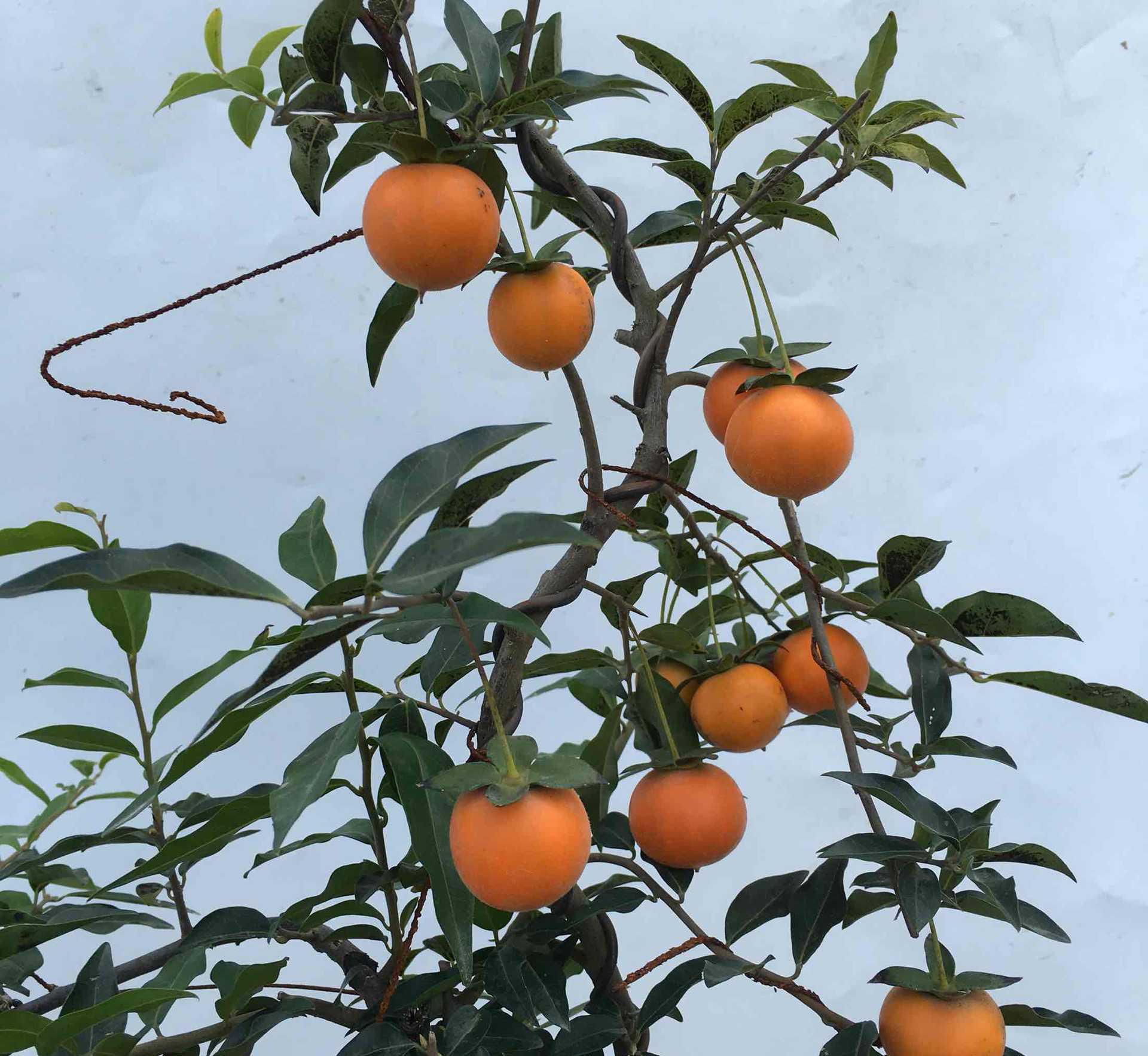 Graines Diospyros Cathayensis 50 Cathay Persimmon tree seeds 