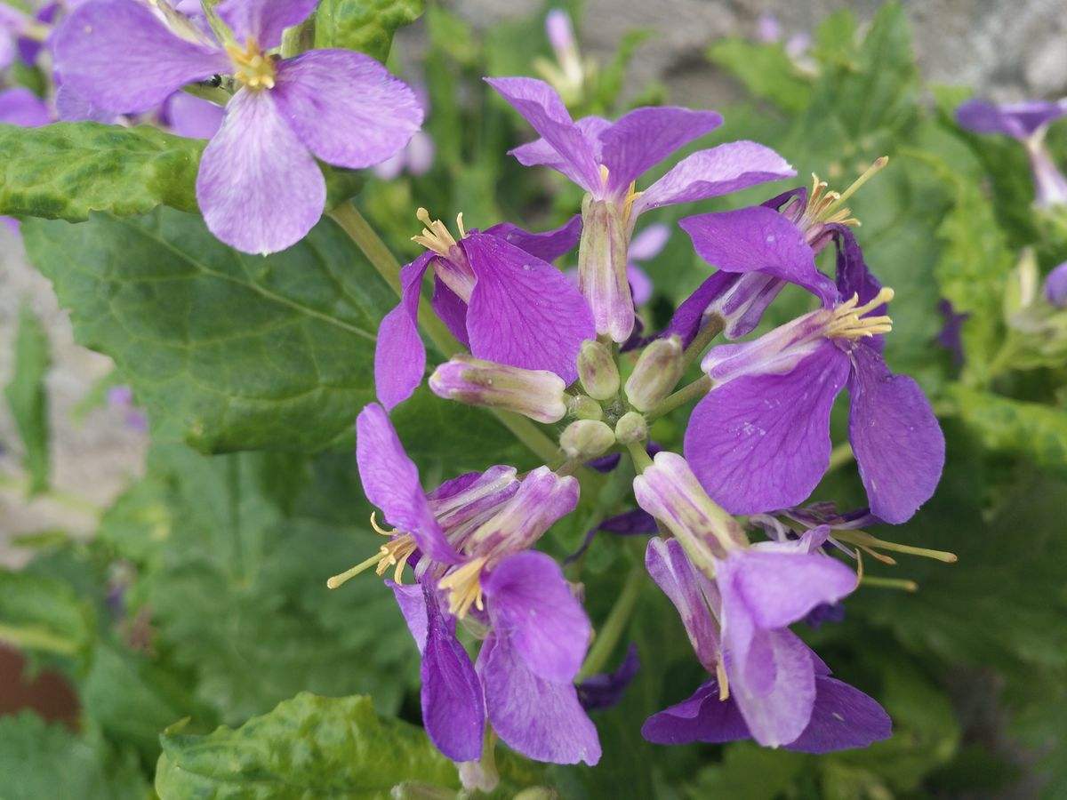 Hesperis Matronalis seed